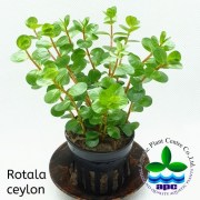 Rotala ceylon